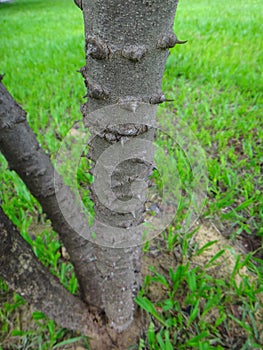 Stem orÂ trunk of sappanwood